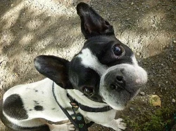 HLÍDÁNÍ MAZLÍČKŮ, PROFESIONÁLNĚ! Feliz/s Canis