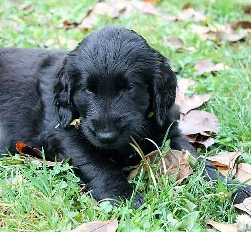 Flat coated retriever - prodám štěňátka