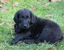 Flat coated retriever - prodám štěňátka