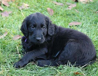Flat coated retriever - prodám štěňátka