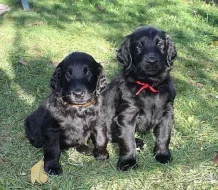 Flat coated retriever - prodám štěňátka