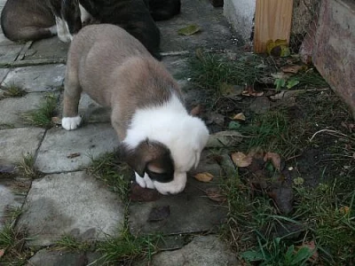 Středoasijský pastevecký pes s PP