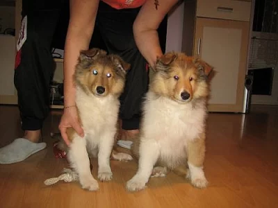 štěňata kolie dlouhosrsté