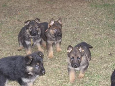 Prodám štěňata německých ovčáků bez PP