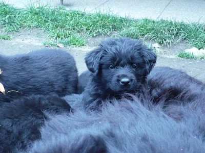 Prodám štěňátka Novofundlandského psa