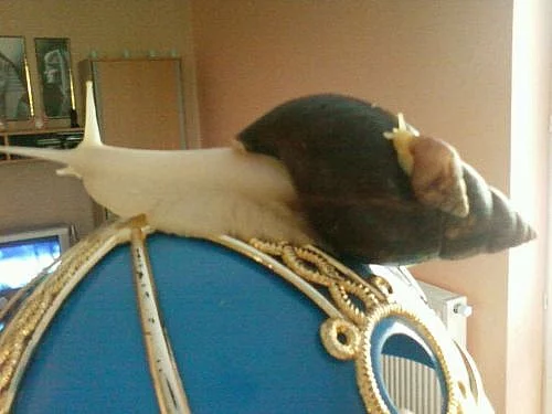 Africký šnek - Albín