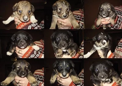 Darujeme do dobrých rukou štěňátka