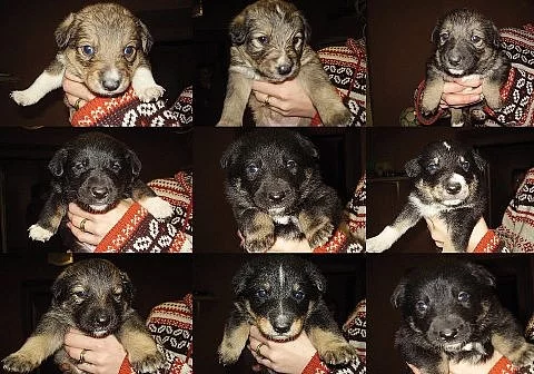 Darujeme do dobrých rukou štěňátka