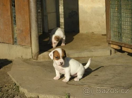 Jack russell teriér