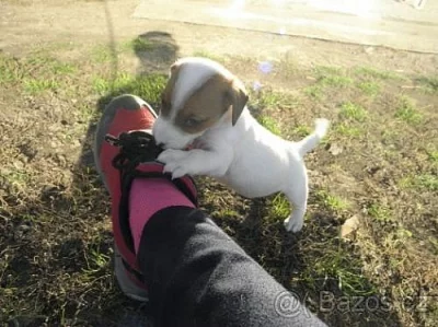 Jack russell teriér