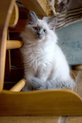 Prodam kotatka sibirske - Neva masquerade