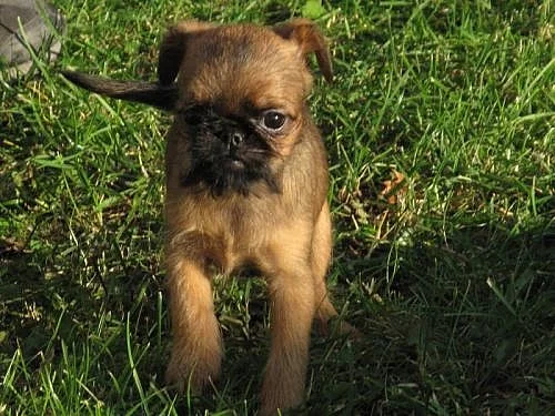 Grifonek bruselský a brabantík - štěňátka s PP