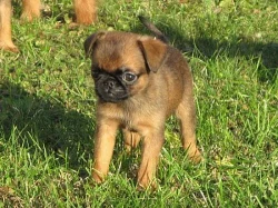 Grifonek bruselský a brabantík - štěňátka s PP