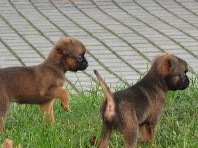 Grifonek bruselský a brabantík - štěňátka s PP