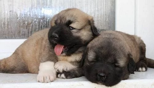 Kavkazský pastevecký pes s PP