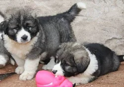 Kavkazský pastevecký pes s PP