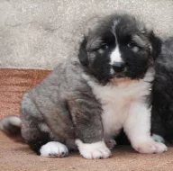 Kavkazský pastevecký pes s PP