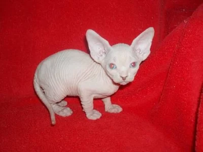 Kanadský Sphynx s PP.