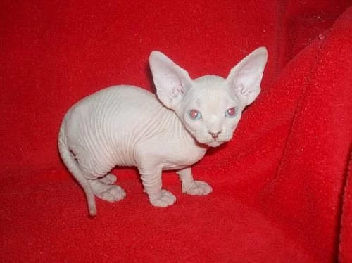 Kanadský Sphynx s PP.