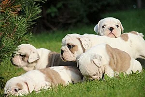 štěňátka Anglického Buldoka