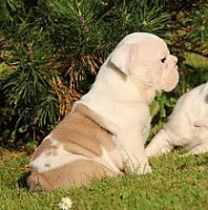 štěňátka Anglického Buldoka