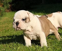 štěňátka Anglického Buldoka