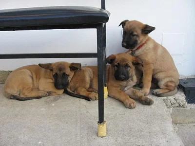 Belgický ovčák Malinois