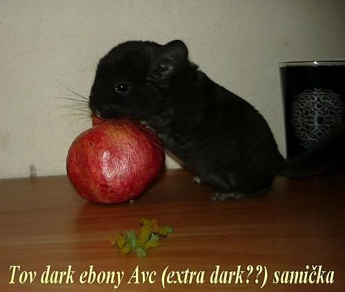 Mláďata činčily jihoamerické