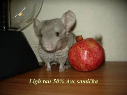 Mláďata činčily jihoamerické