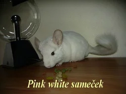 Mláďata činčily jihoamerické
