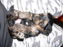 Čistokrevné štěně - jorkšír - pejsek 6 týdnů