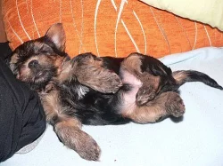 Čistokrevné štěně - jorkšír - pejsek 6 týdnů