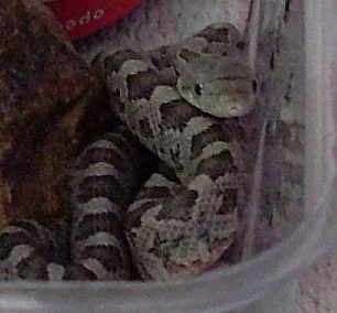 Užovky černé