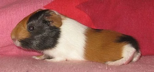 Krásná mláďata morčátek