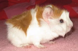 Krásná mláďata morčátek