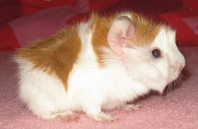 Krásná mláďata morčátek