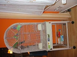 PAPOUŠEK KRÁLOVSKÝ