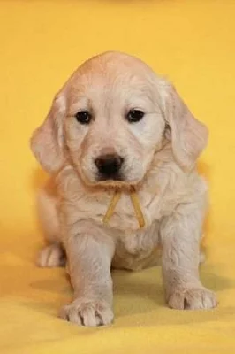 Zlatý retrívr štěňata s PP - golden retriever