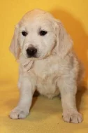 Zlatý retrívr štěňata s PP - golden retriever