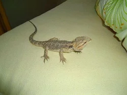 PRODÁM AGAMU VOUSATOU