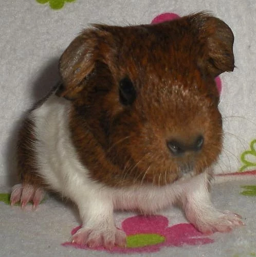 Morče