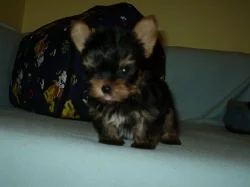 jorkšírek mini pejsek
