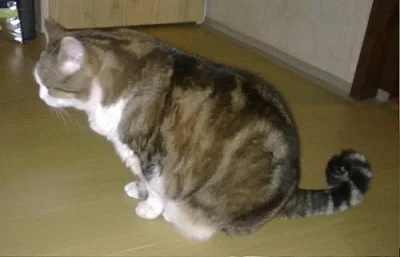 Daruju klidnou kočičku