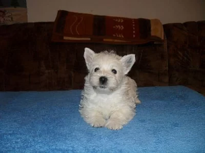 west highland white terrier