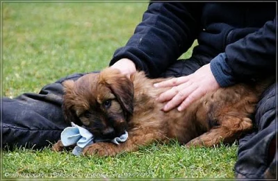 Briard - plavá a černá štěňata právě k odběru