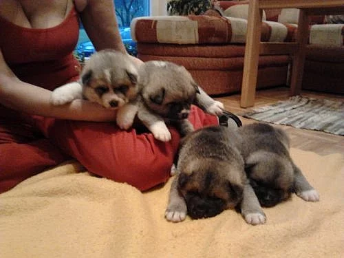 Akita Inu