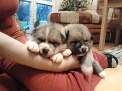 Akita Inu