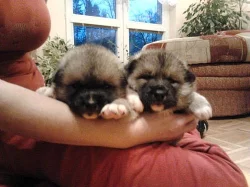 Akita Inu