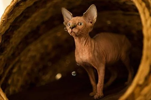 Kanadský Sphynx