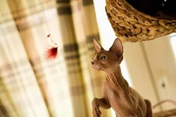 Kanadský Sphynx